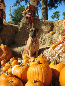 Sugar Bear pumpkin patch